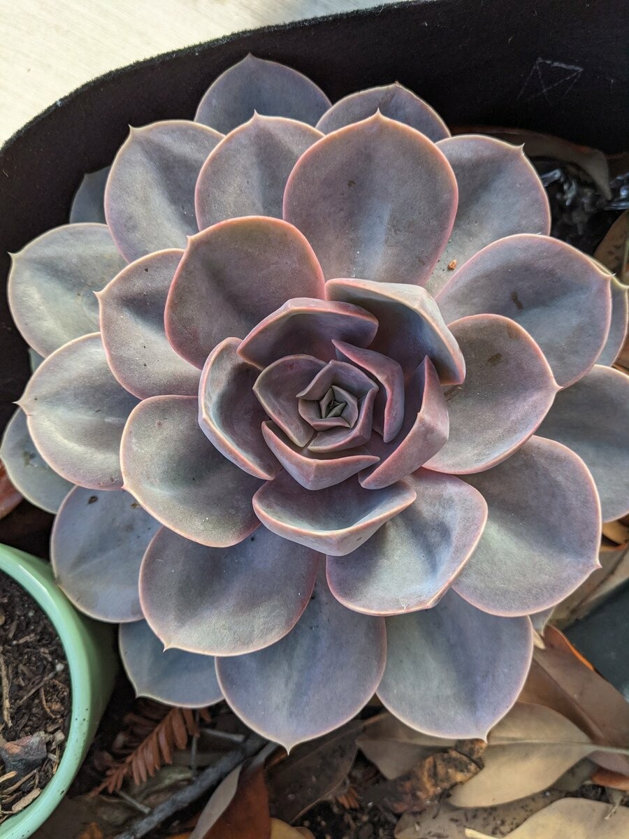 Light purple and green succulent of some sort whose leaves radiate outward

It looks happy